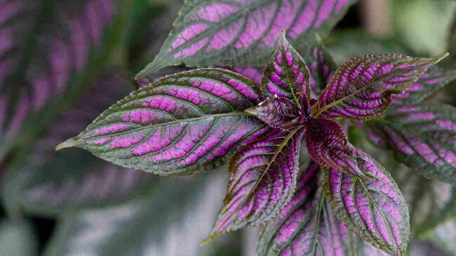 Close-up of iridescent purple leaves on a Persian Shield plant.