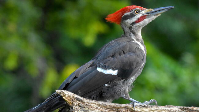 A pileated woodpecker on a branch