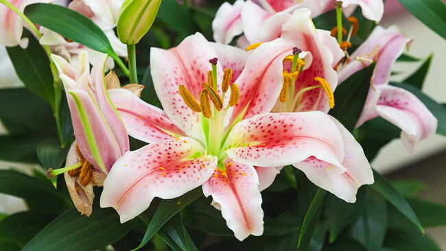 pink lily flowers