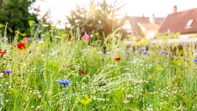 Urban gardening with a wildflower meadow in the own garden, insect and wildlife animal protection