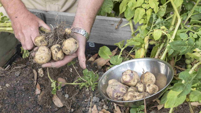  New potatoes harvested from vegetable garden in a man's hands and a bowl.