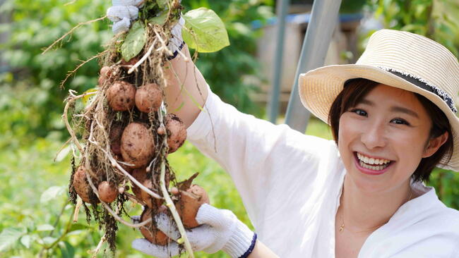 Smiling woman holding freshly dug potatoes still attached to the plant.