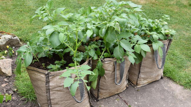 growing Potato plants in three brown bags 
