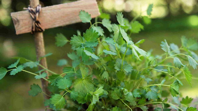 Salad burnet (Sanguisorba minor) in the garden.