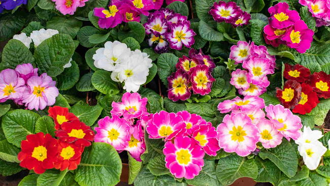 Colorful primrose flowers in pink, red, white, and purple with yellow centers