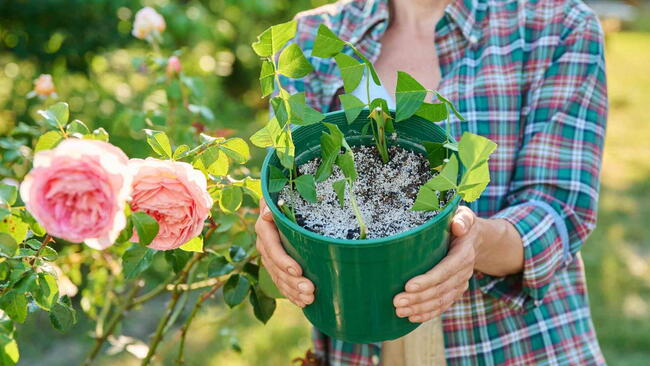 Propagation rooting roses by cuttings
