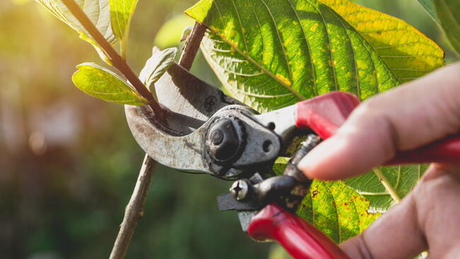 pruning branch