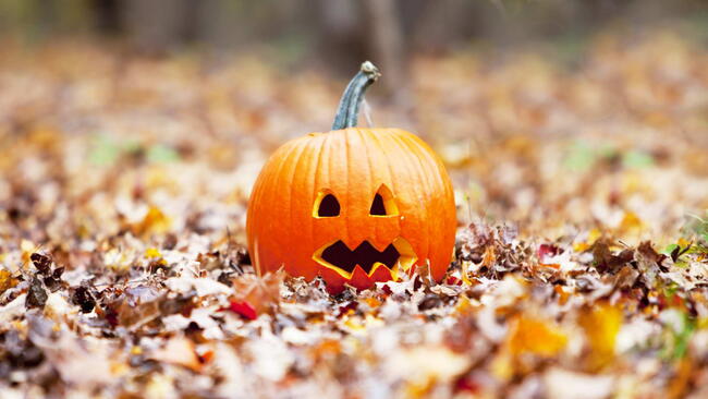 pumpkin in autumn leaves