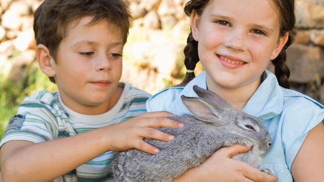 Two kids holding a grey rabbit