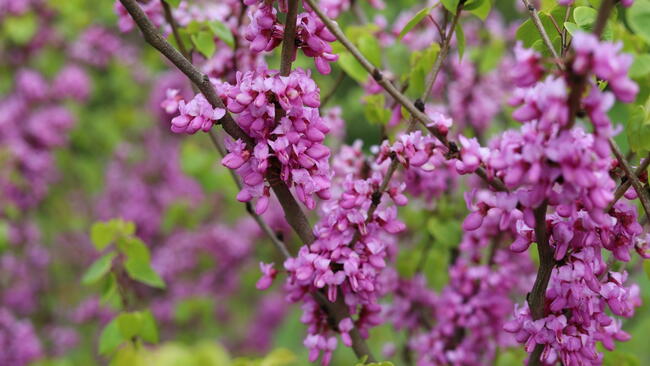 Cercis canadensis. Eastern Redbud.
