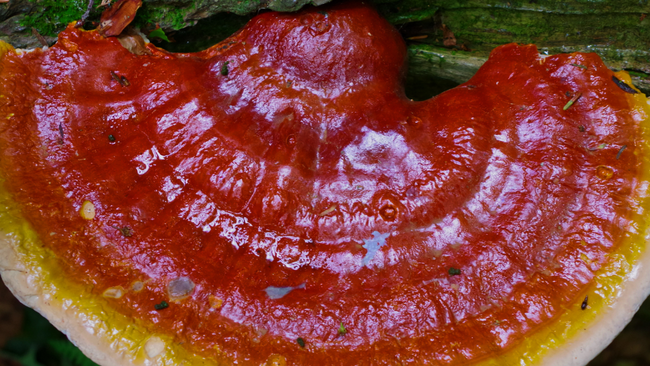 Reishi