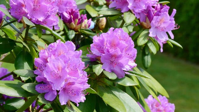 A flowering pink rhododendron bush/shrub.