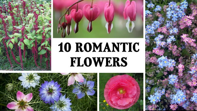 10 romantic flowers with love filled names