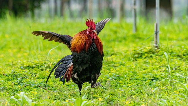 rooster flapping his wings