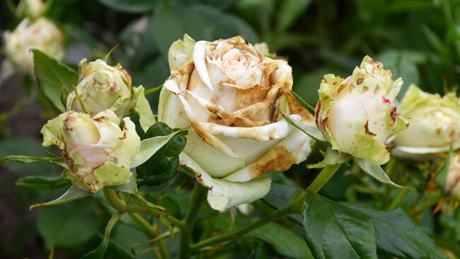 diseased rose