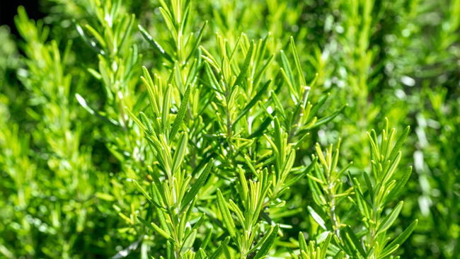green rosemary bush, many branches are randomly arranged. fresh seasoning
