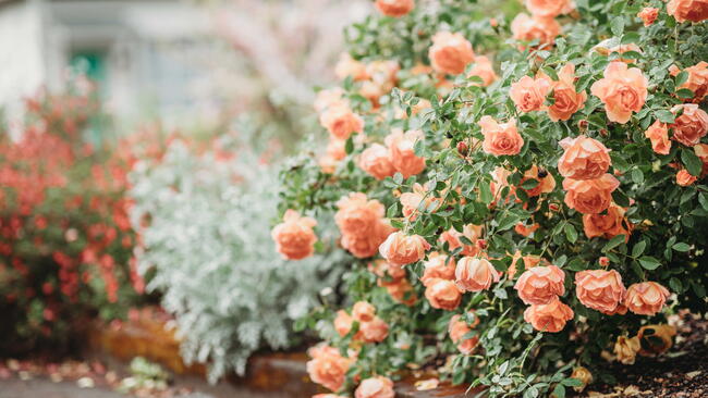 Delicate peach roses in a full bloom in the garden. Close-up photo. Dark green background. Orange floribunda rose in the garden. Garden concept. Rose flower blooming on background blurry roses flower