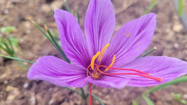 Purple saffron flower 