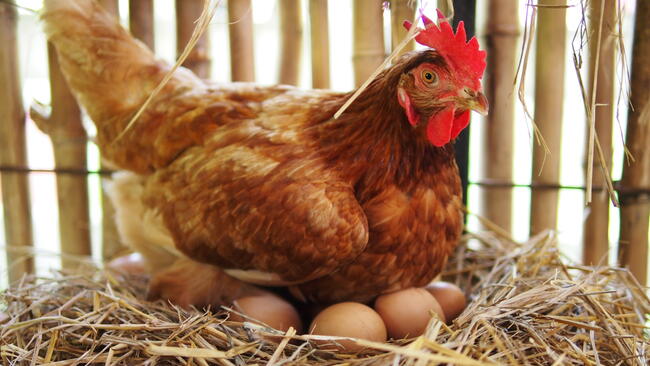 Chicken sitting on eggs in a straw nest