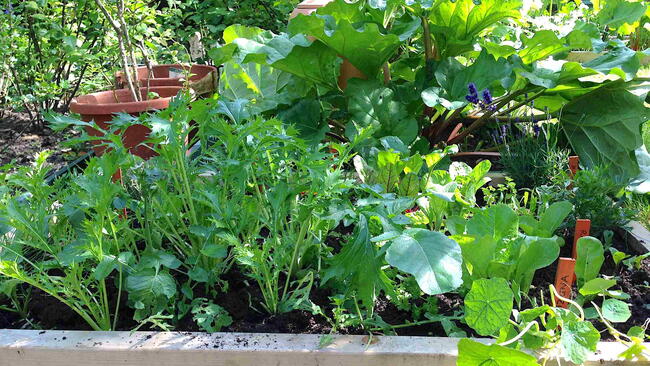 Vegetable Shade Bed