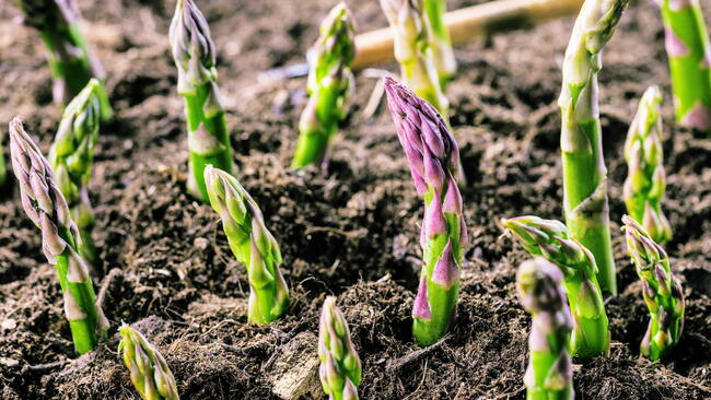 Organic farming asparagus in black soil gardening plants growing
