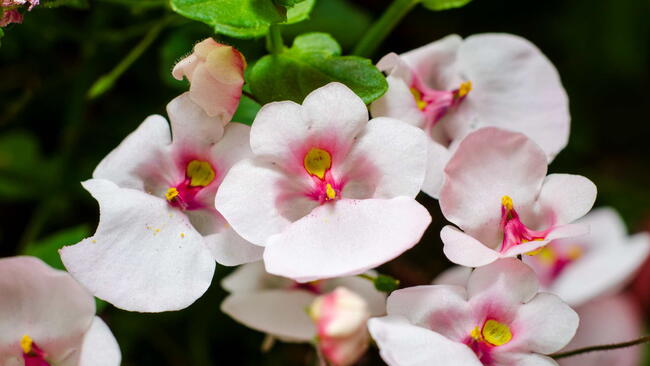 Close-up of diascia flowers. Diascia Plant. pink twinspur