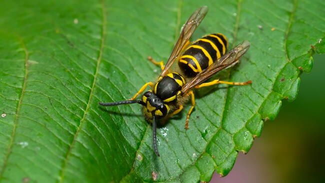 Yellowjacket on Leaf