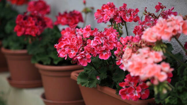 Geranium flowers in the pots ready to bring inside for the winter