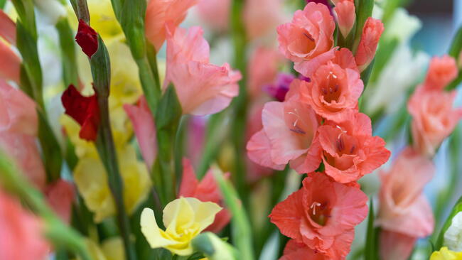 Beautiful multicolor gladiolus flowers in vase.