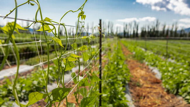 selective focus on sugar or climbing pea leaves, tendrils growing up on agricultural netting support, plastic net trellis, with open field background