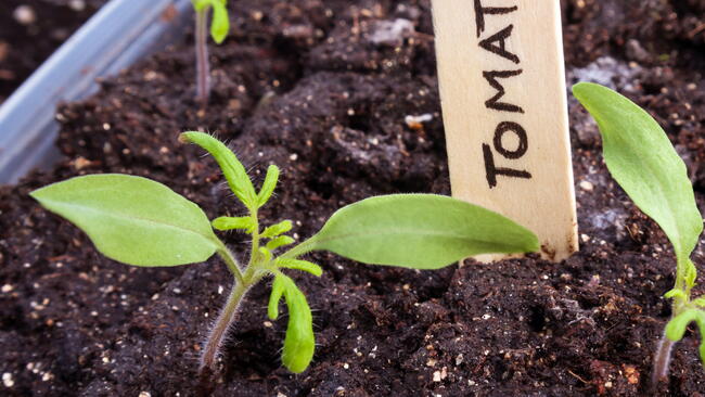 Tomato seedlings in front of a labeled stick marker