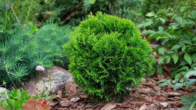 Dwarf Evergreen 