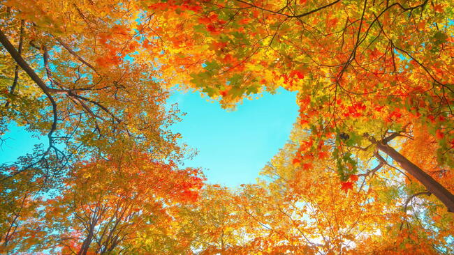 Autumn forest background. Vibrant color tree, red orange foliage in fall park. Nature change Yellow leaves in october season Sun up in blue heart shape sky Sunny day weather, bright light banner frame