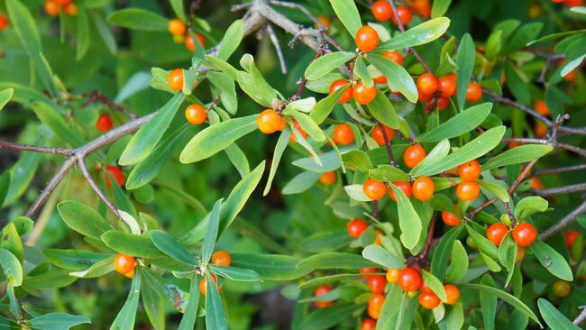 Daphne mezereum or february daphne green shrub with orange berries