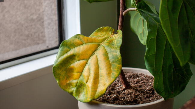 Fiddle leaf fig houseplant with yellow leaf