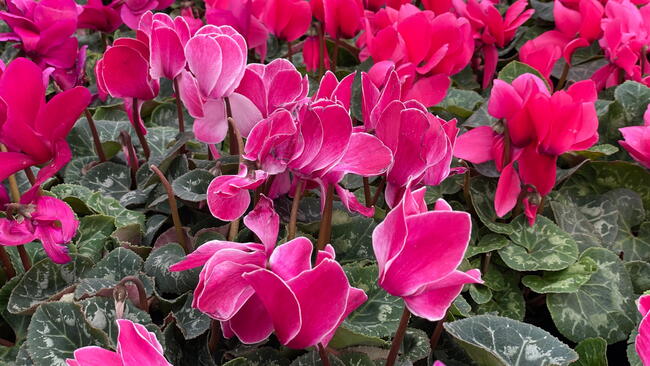 Cyclamen plant with pink flowers and dark green leaves   