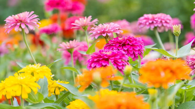 Mixed pink, yellow, and orange zinnia flowers blooming in a sunny summer garden.