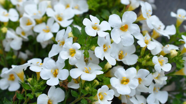 Ornamental bacopa flowers - Latin name - Chaenostoma cordatum