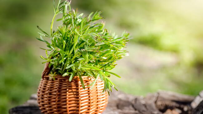 Cleavers herb in a small wicker basket
