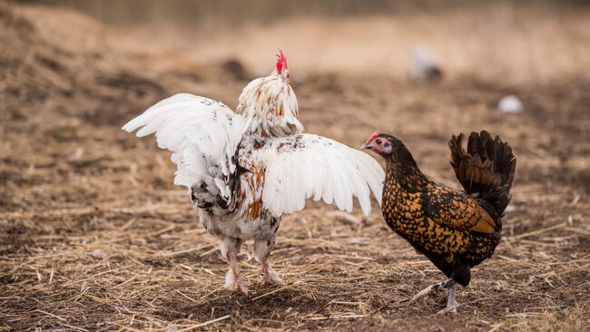 A white rooster dancing in front of a brown chicken 