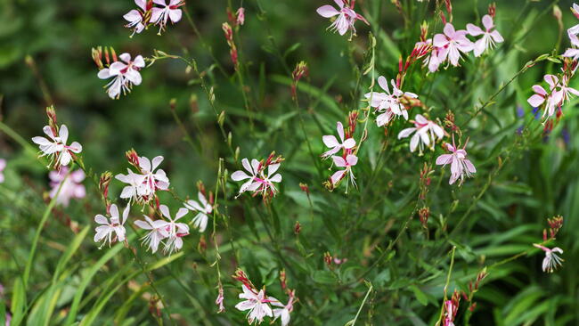 Oenothera lindheimeri, Lindheimer's beeblossom, white gaura, Lindheimer's clockweed, and Indian feather, a species of Oenothera