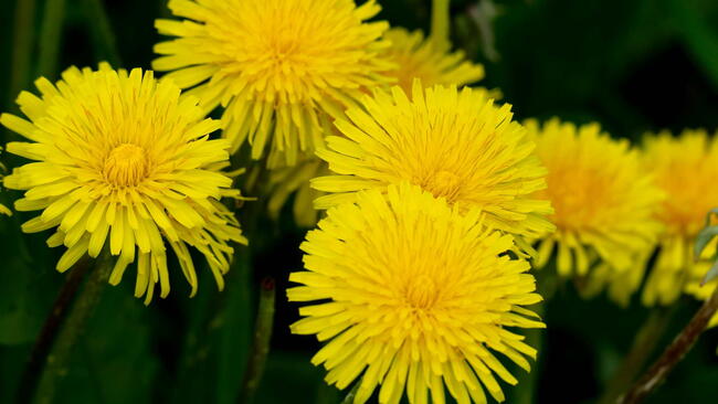 yellow dandelions in the grass flowers