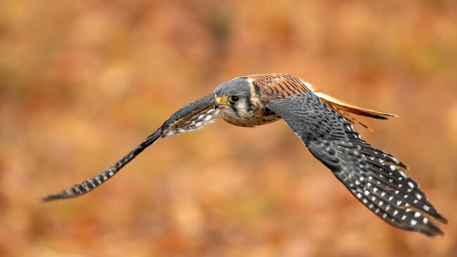 American kestrel (Falco sparverius) in flight, Ohio, USA, North America