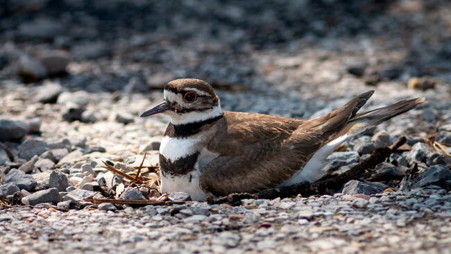 one single adult killdeer bird sitting on a clutch of eggs