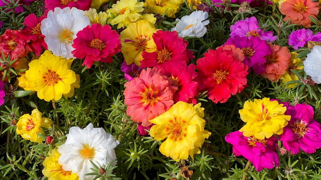 Portulaca grandiflora is a succulent flowering plant, eleven o'clock, Mexican, moss, sun, table, rock rose in yellow, red, white, pink, purple bright colors. Summer.