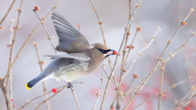 cedar waxwing in Canadian winter