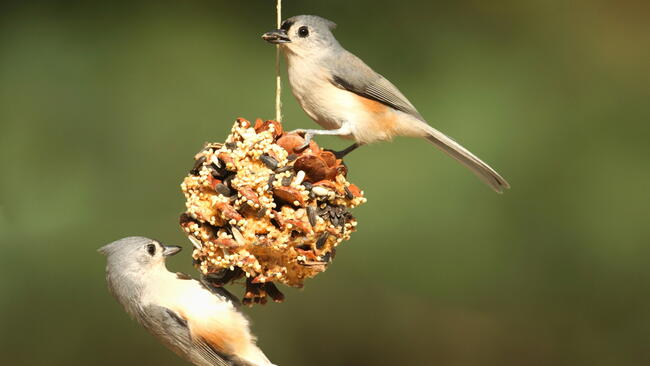 two Tufted Titmouse (baeolophus bicolor)on a suet pine cone. DIY bird feeder