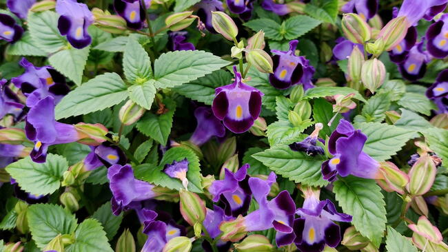 Purple Torenia Fournieri Flowers, the bluewings or wishbone flower, is an annual plant in the Linderniaceae, with blue, white, or pink flowers that have yellow markings.