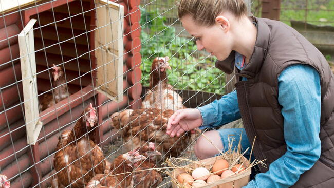 a woman gathering fresh eggs into basket at hen farm in countryside