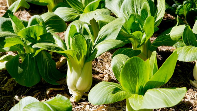 Bok Choy growing in a garden